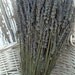 Large BUNDLE of DRIED LAVENDER