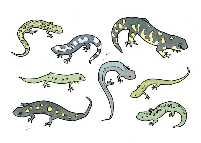 Salamanders whimsical ink drawing 5x7 print