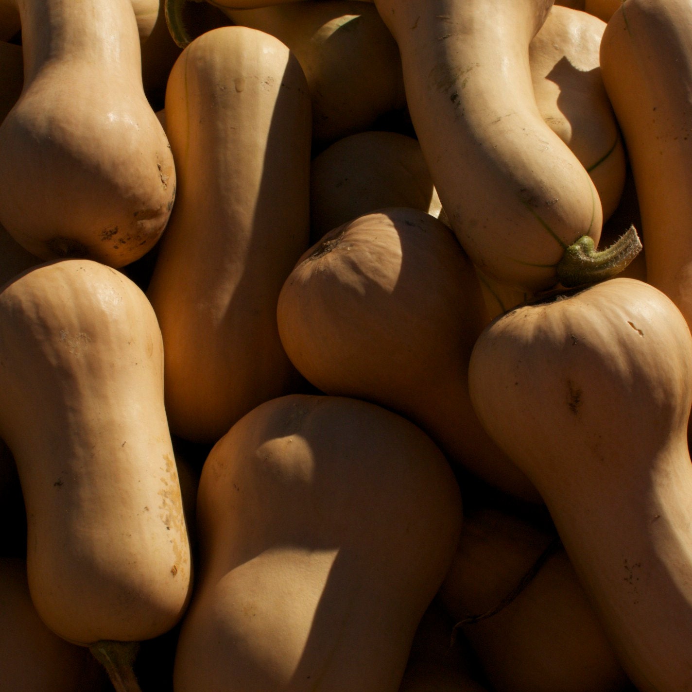 Waltham Butternut Squash Organic Squash Seeds
