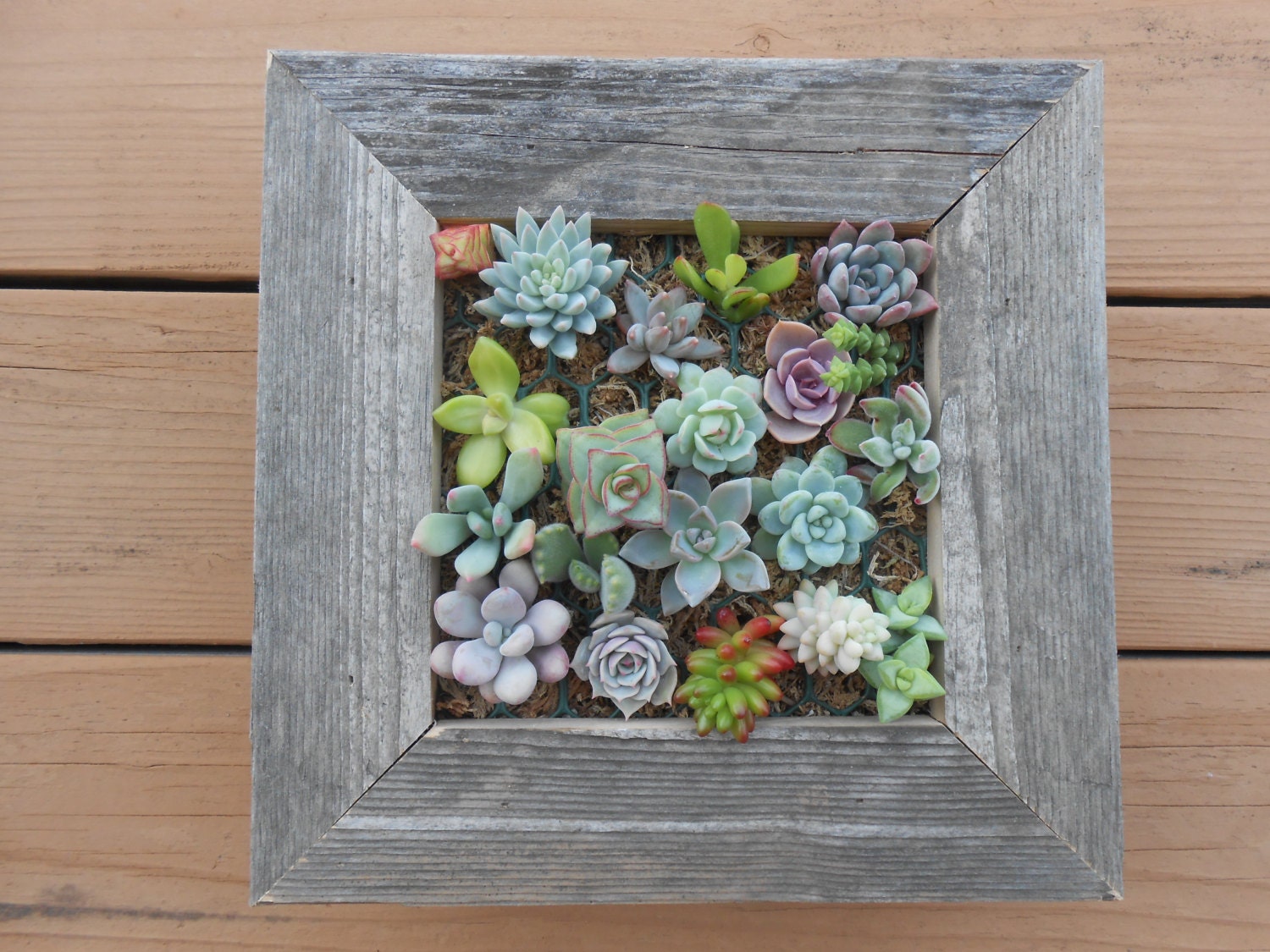Large RUSTIC Living Wall Art Kit, Comes Assembled With Soil, Moss And Cuttings To Get Started, Housewarming  Gift