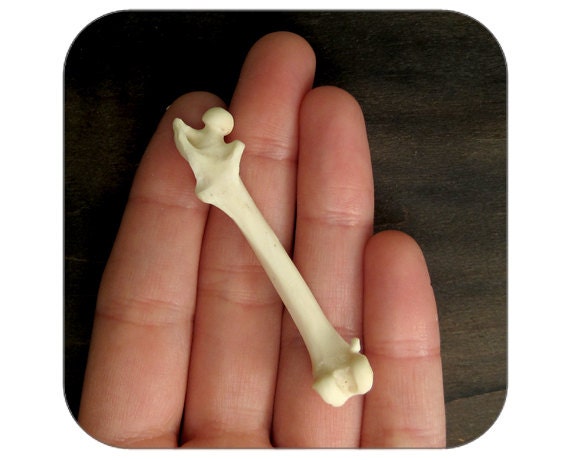 Specimen - Squirrel Femur - Qty. 1 - Lot 1391
