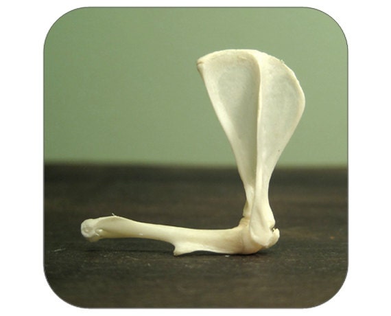 Specimen - Articulated Rat Scapula and Humerus - Qty. 1 - Lot 1392