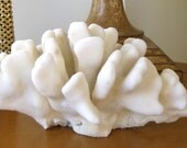 Beach Decor - Natural Coral - Pacific Elkhorn