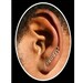 Stud Earrings Sterling Silver Ear Pin Ear Sweeps Ear Vines