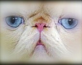 persian cat photograph home decor white pet portrait 5x7" tagt team