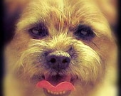 dog photograph,animal photograph,brown home decor,petportrait, 5x5", tagt team