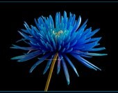 Blue Explosion