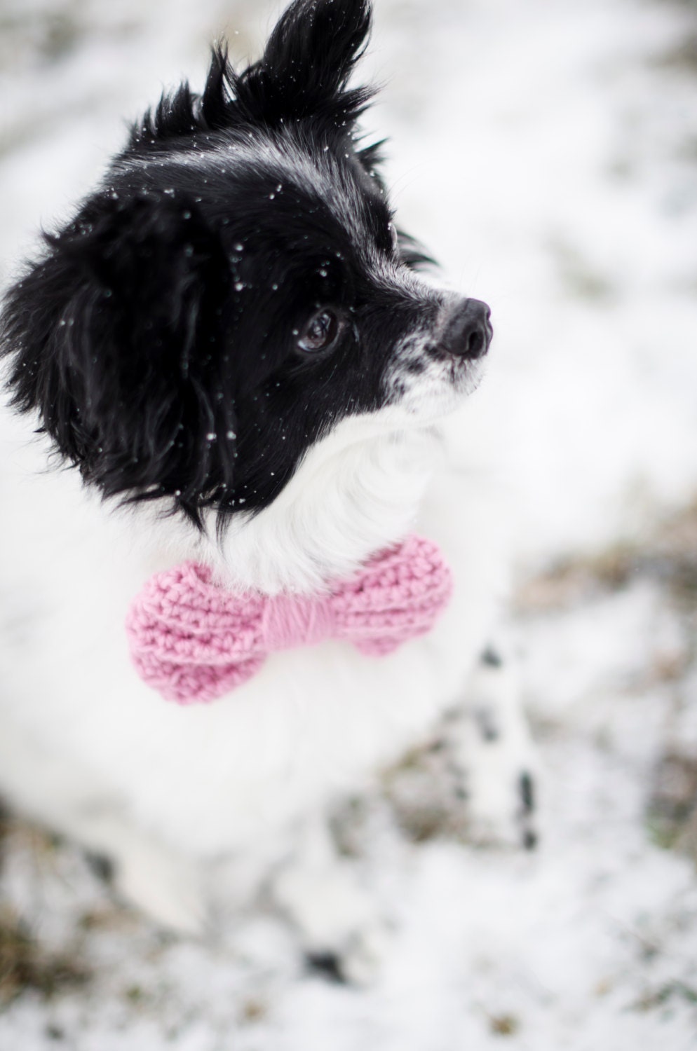 Small Puppy Bow Tie