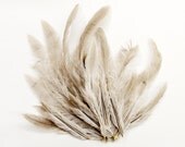 24 pcs - GREY ROOSTER saddle, pointy tip, Loose feathers :HS006