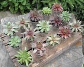 20 Succulent Favors and  Silver or white Pails to Rock your Party