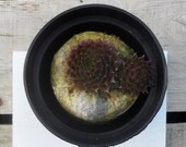 Potsi Fairy, Farie Garden Extremely Cold Hardy Succulent