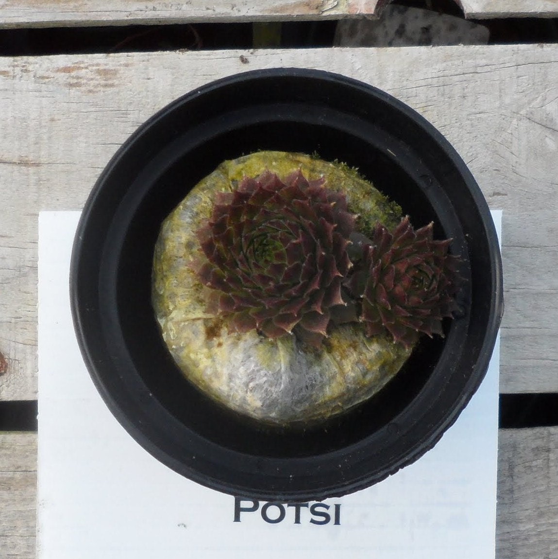 Potsi Fairy, Farie Garden Extremely Cold Hardy Succulent