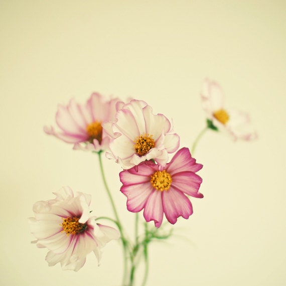 Summer Flowers - Flower photography, nature art, cosmos flowers, spring decor, feminine art, gift for mom, bedroom decor 8x8 Print