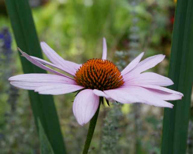 Pink Daisy Echinacea Soft Pale Petals Flower with Green Leaves Garden Floral Art Macro Nature Botanical Photography 5" x 7" Photo Print
