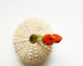 Still Life Photography Beach House Sea Shell 8x8 or 8x10
