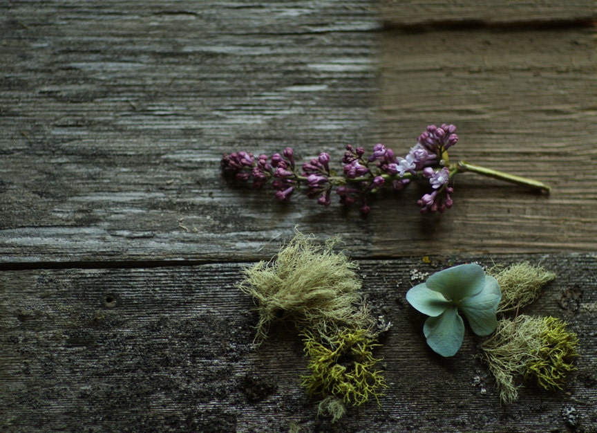 Photography Still Life of Gray Fence Moss and Lilac Blossoms 8x10 or 8x8