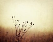 Foggy Landscape Photograph - branches country rustic woodland golden eery brown twigs autumn fall bronze copper 8x10
