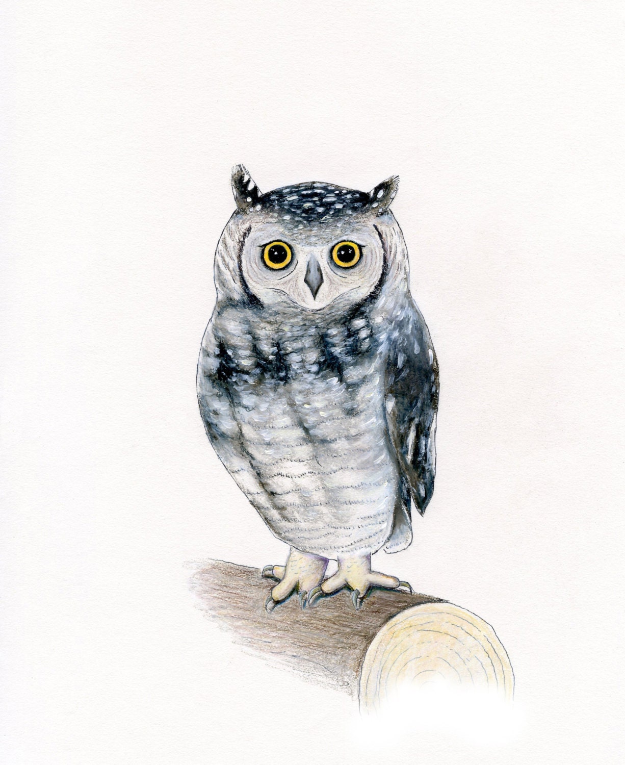 Owl 8 x 10 Print by SBMathieu