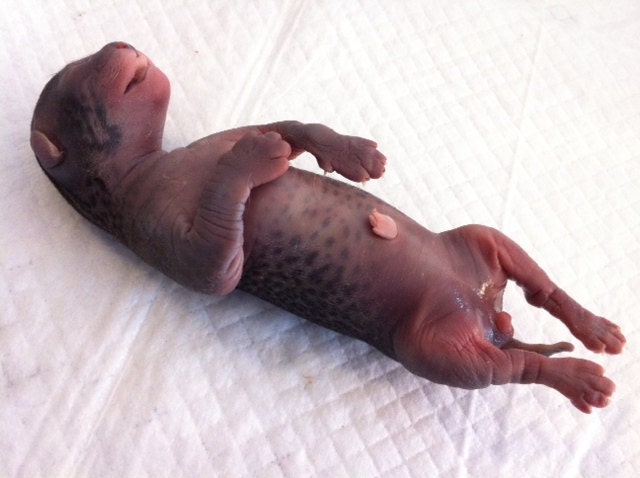 RESERVED For Amanda. Payment 2 of 4. Bobcat Fetus Wet Specimen, Preserved Baby Bobcat Kitten Specimen