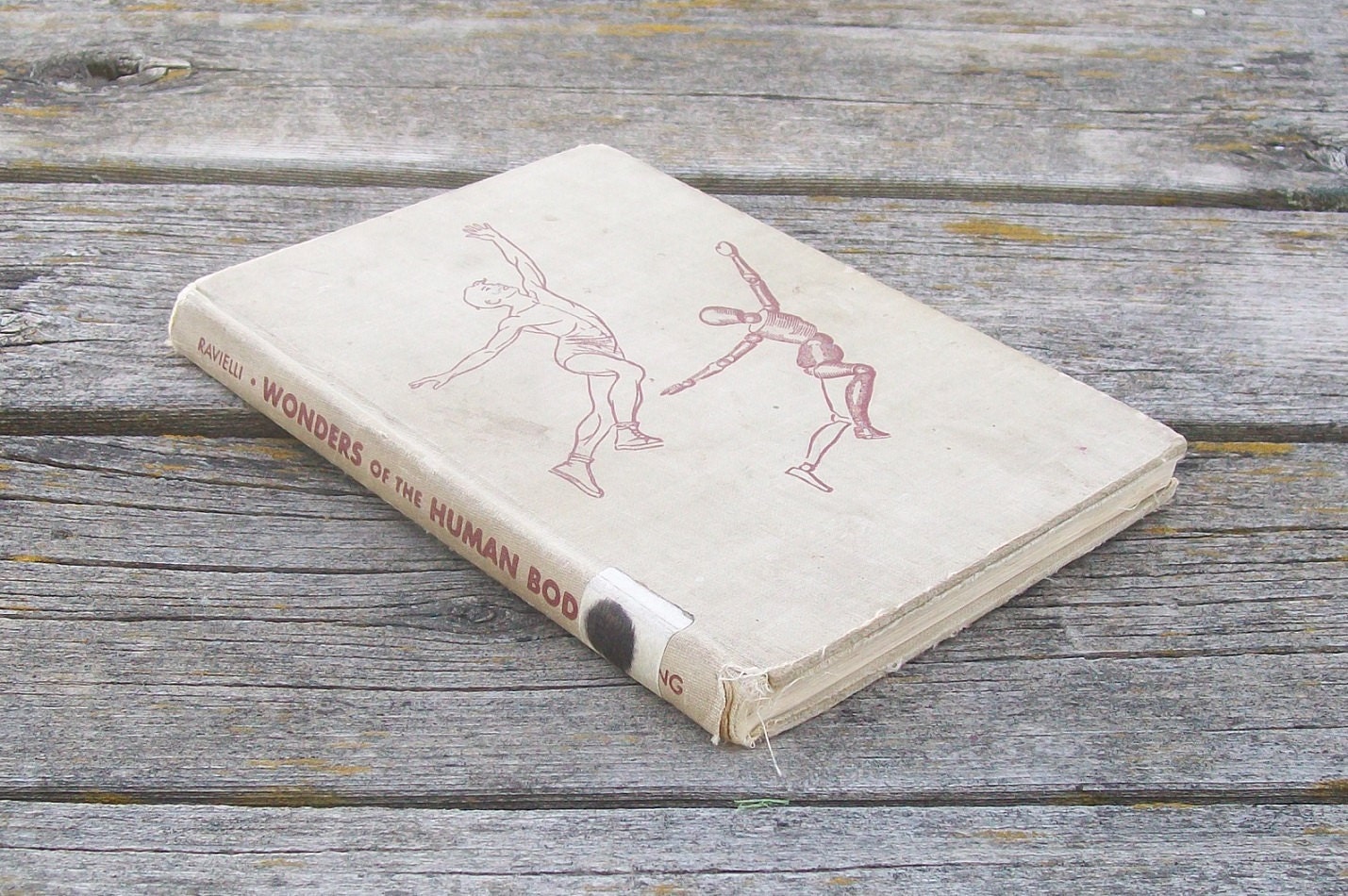 Vintage book Wonders of the Human Body by Anthony Ravielli 1960 Paper Ephemera