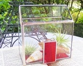 The RED Door Miniature House Terrarium with Tillandsia Air Plants and Sea Shells (ready to ship)
