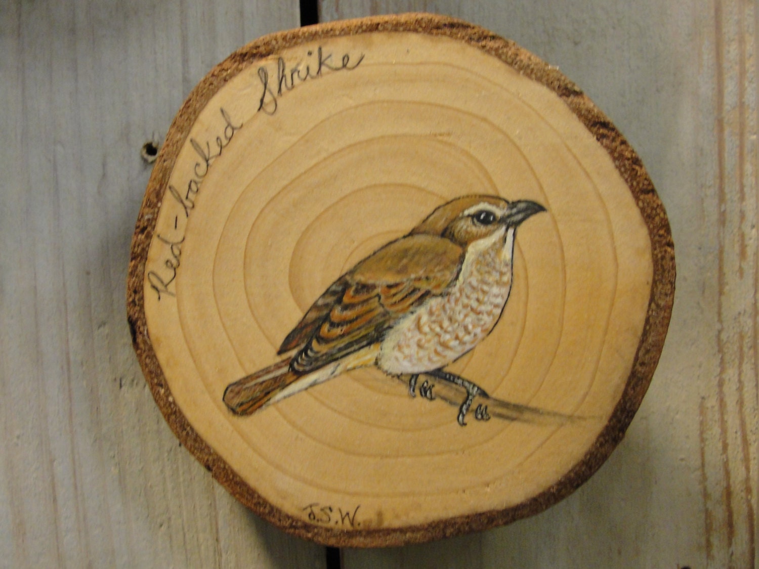 Red-backed Shrike - flocks