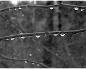Thorns and Rain Drops, Fine Art Photo Print 8" x 10", grey weathered branches, rainy day, Litchfield Hills, Connecticut - ULLIkarnerART