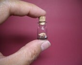 Apatosaurus / Brontosaurus in a tiny bottle