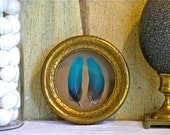 Framed Feather Pair