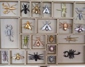 Bug faux taxidermy collection