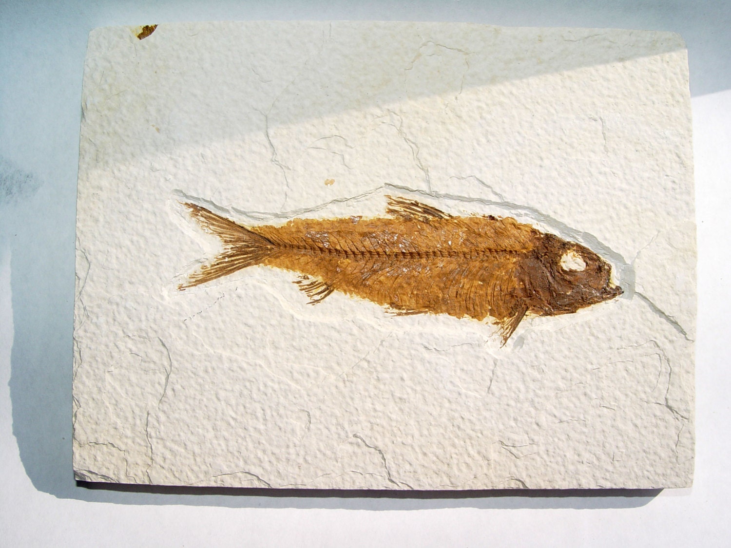 Top Shelf Knightia Eocaena fish fossil