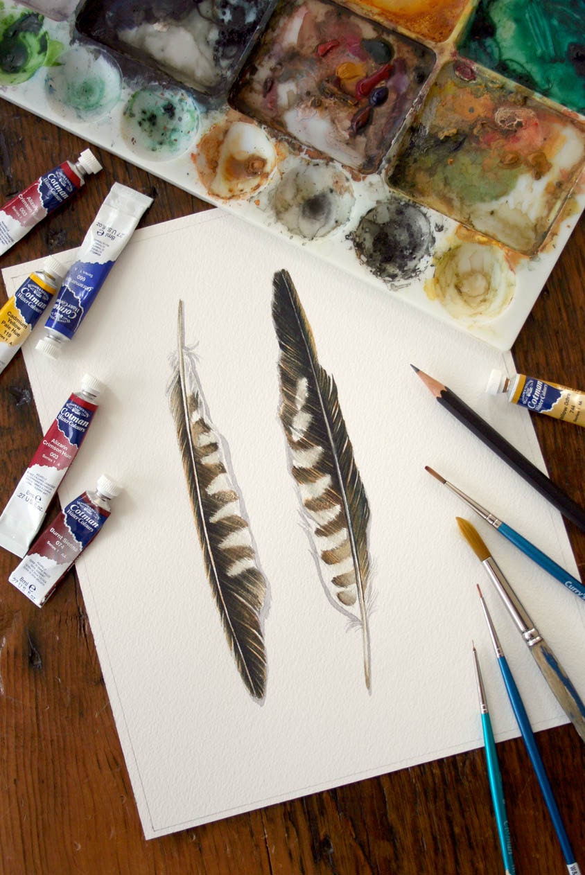 Two Kestrel Feathers - Original Watercolor - Donation to Raptor Centre - jodyvanB