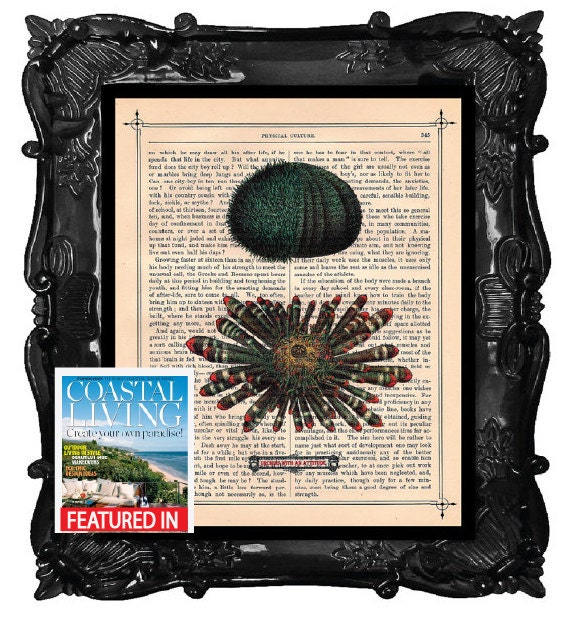 Green Urchin Art Print beautiful Urchin Dictionary Print Antique Book page Art Print
