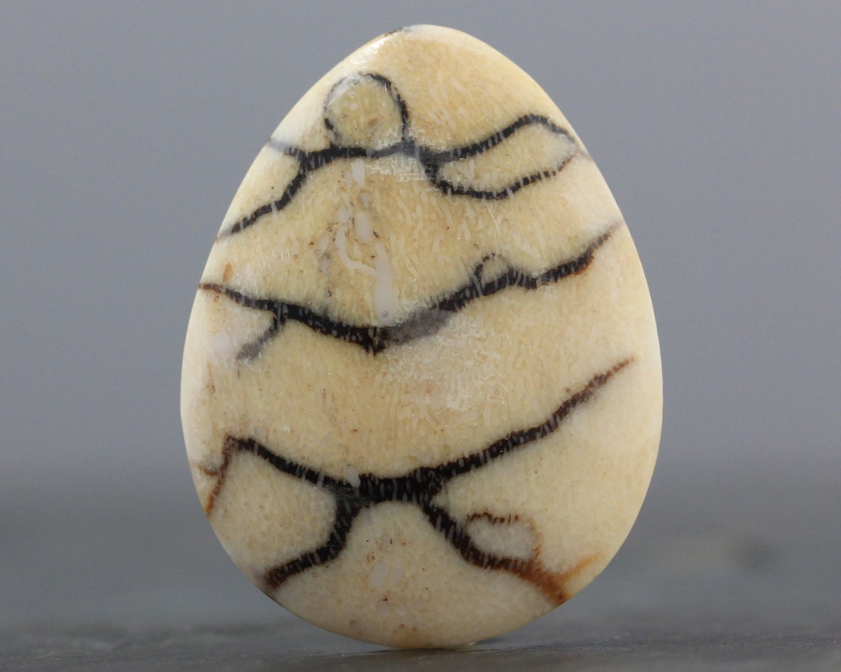 White Coral Cabochon - Ocean Specimen - 38mm (5819)