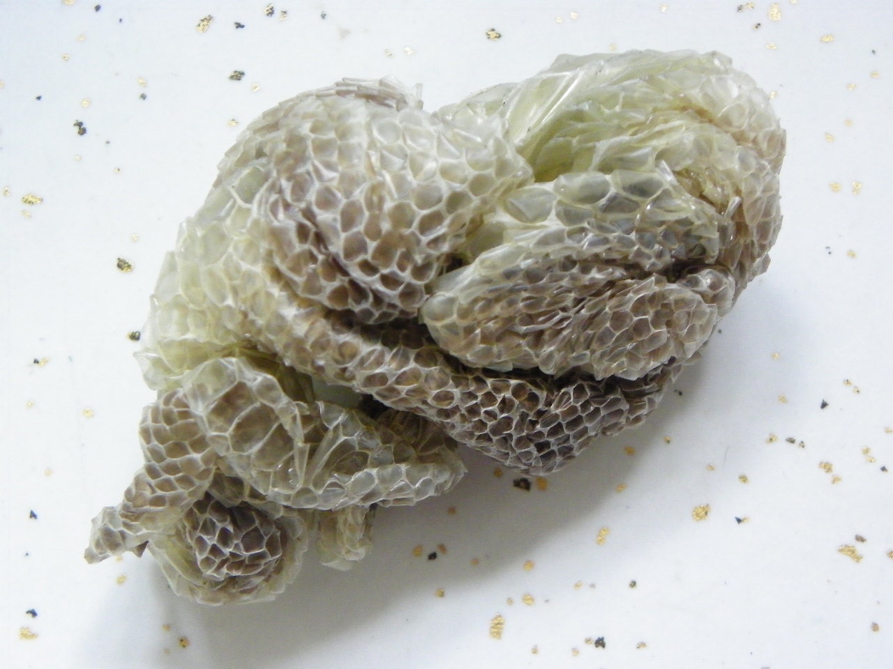 Q8 3" Large Python Shed Skin Religious Educational Magic Spell Cruelty Free