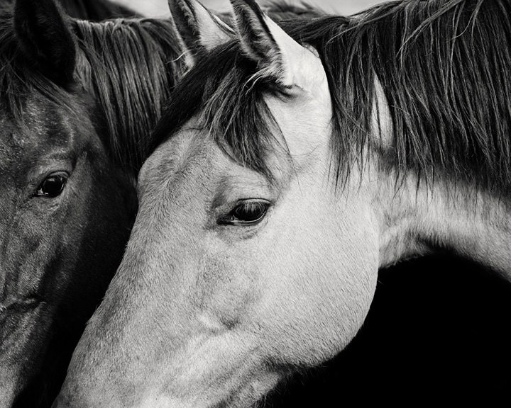 Black and White Horses Snuggle, 8x10 photography, Western Horse Wall Art