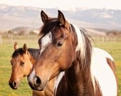 Pretty Paint Horse Color Photograph, Horse Art in Color, Equestrian Wall Art