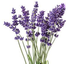 LAVENDER-JASMINE Relaxing- Sensual Gem Essence Spray Mist- Chakra Balancing- Color Therapy In Gem Essence Infusion for more Potency----