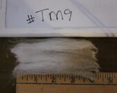 1 pound of Targhee Merino Raw Unwashed Skirted Wool  TM9