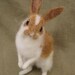 Rabbit with caramel colored spots, needle felted animal