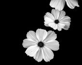 Floral photography, nature photo, cosmos, black and white, gardening, large photography, 11x14, "Phantom Flowers" - RivergroveDesigns