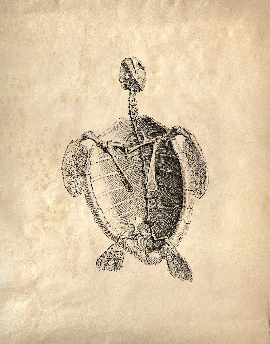 11x14 Vintage Animal Anatomy. Sea Turlte Skeleton poster CP-AN002