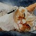 Pet Portrait - Watercolor ACEO