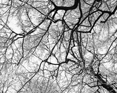 Nerves of ice 8x8 inch abstract ice and snowy trees, fine art photo