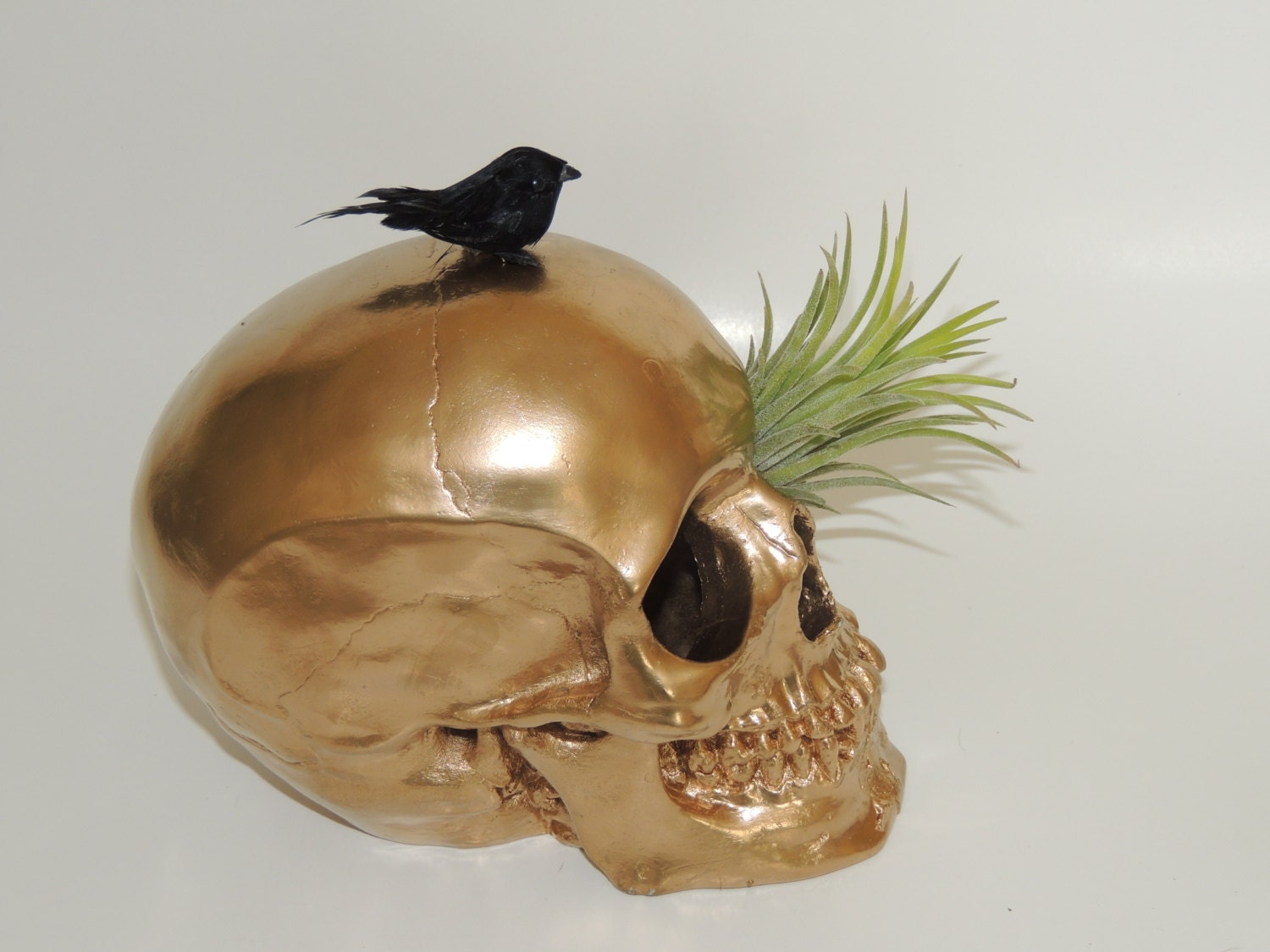 Air plant displayed in gold  skull. Great boyfriend gift.