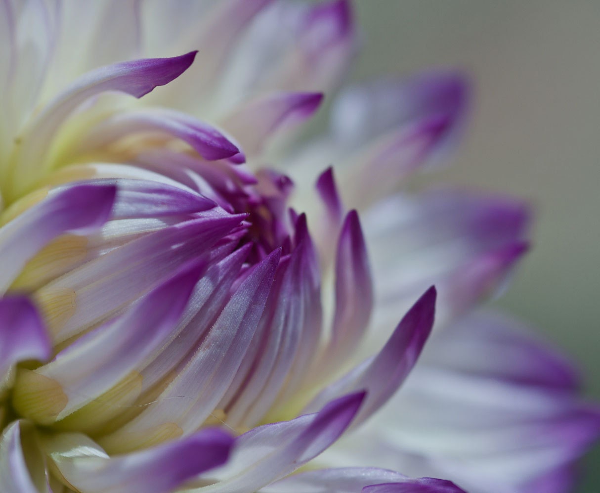 Amethyst Purple Dahlia Nature Photography Print Flower Fine Art  8 x 10 Macro Home Decor Botanical Images Romantic Floral Spring Summer