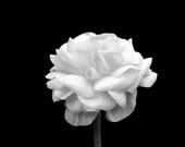 Black And White Wall Art, Flower Photograph, Nature Photography, Fine Art, Still Life, Simple, Modern, Sleek, Romantic, 8x10
