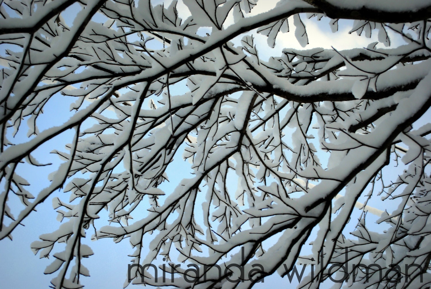 Winter Before 8x10 photograph by Miranda Wildman FREE SHIPPING