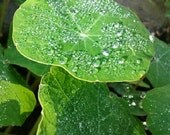 MORNING SUNSHINE 4x4 Art Photo Print of Morning Dew