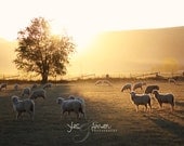this is the day - fine lamb photography (and farm fresh) 8x10 photograph